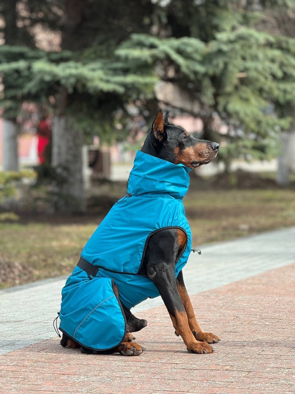 Попоны