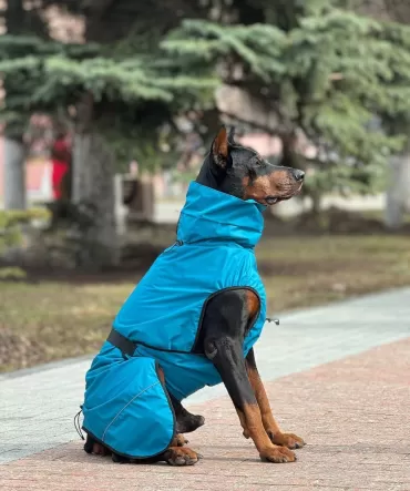 Попоны